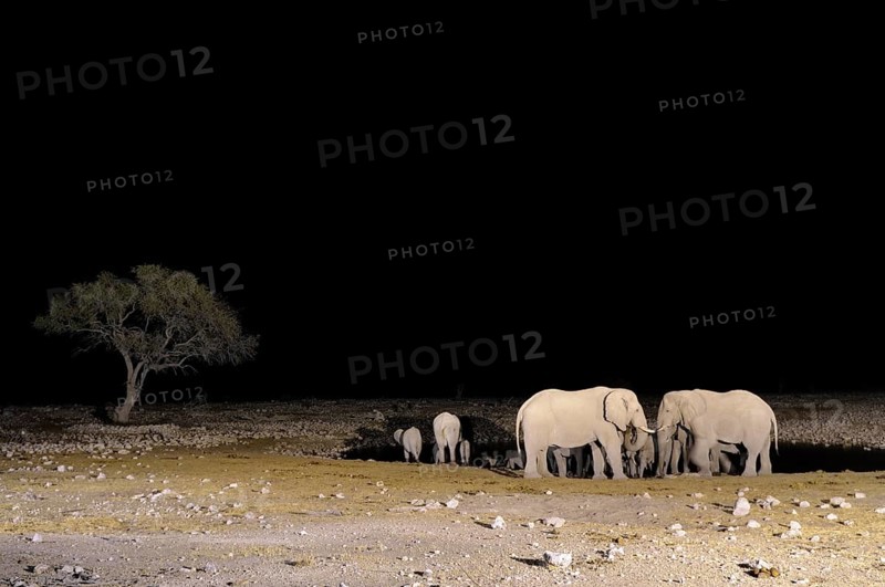 African elephants (Loxodonta africana)