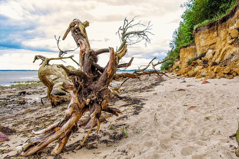Dead tree on the beach of Poel island