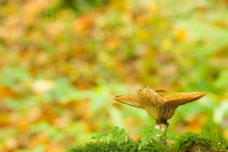 Yellow Honey Fungus (Armillaria mellea)