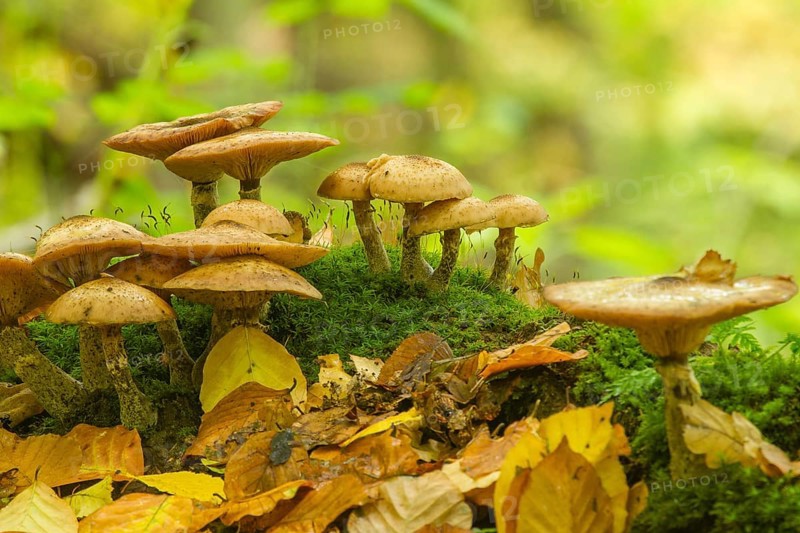 Yellow Honey Fungus (Armillaria mellea)