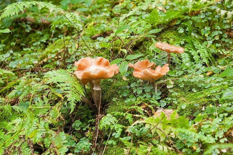 Autumn Skullcap or Deadly Galerina (Galerina marginata)
