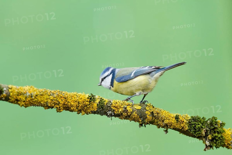 Blue Tit (Parus caeruleus)