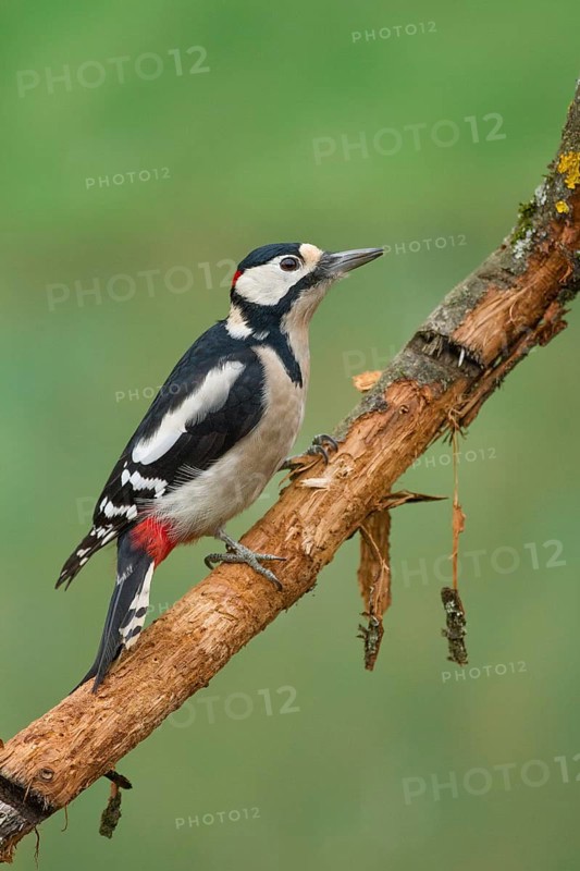 Great Spotted Woodpecker (Dendrocopos major)