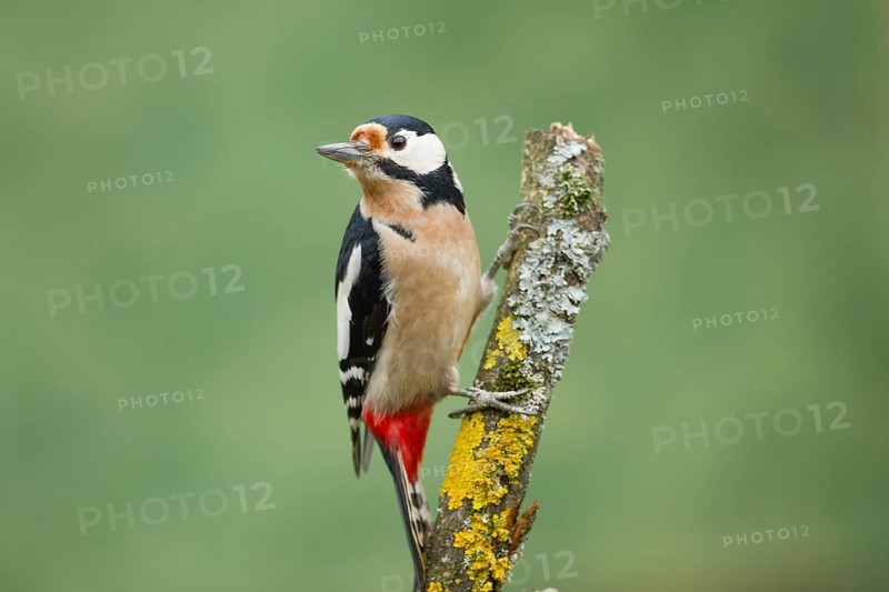 Great Spotted Woodpecker (Dendrocopos major)