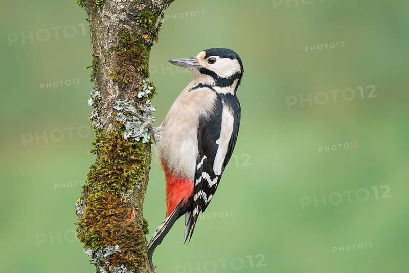 Great Spotted Woodpecker (Dendrocopos major)