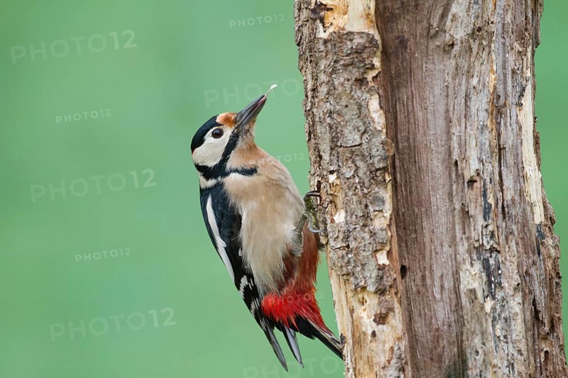 Great Spotted Woodpecker (Dendrocopos major)
