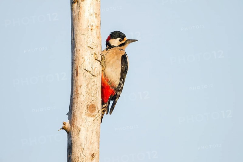 Great Spotted Woodpecker (Dendrocopos major)