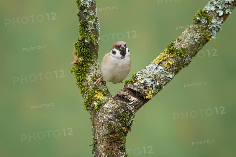 Eurasian Tree Sparrow (Passer montanus)