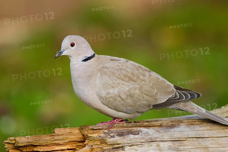 Eurasian Collared Dove (Streptopelia decaocto)