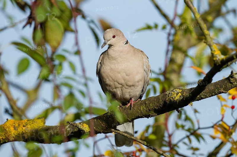 Eurasian Collared Dove (Streptopelia decaocto)