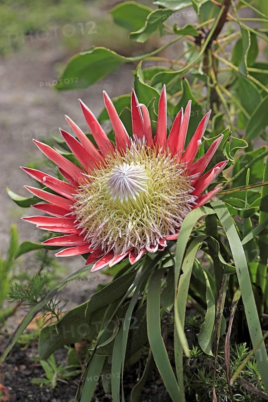 Giant Protea (Protea cynaroides)