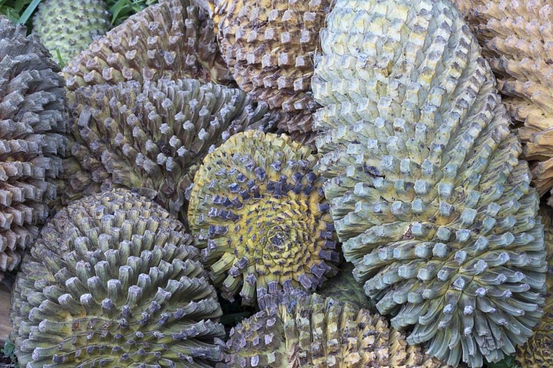 Thunberg's Cycad (Encephalartos longifolius)