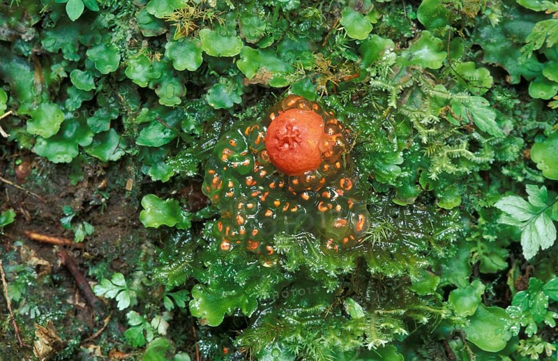Orange Puffball (Calostoma cinnabarina)