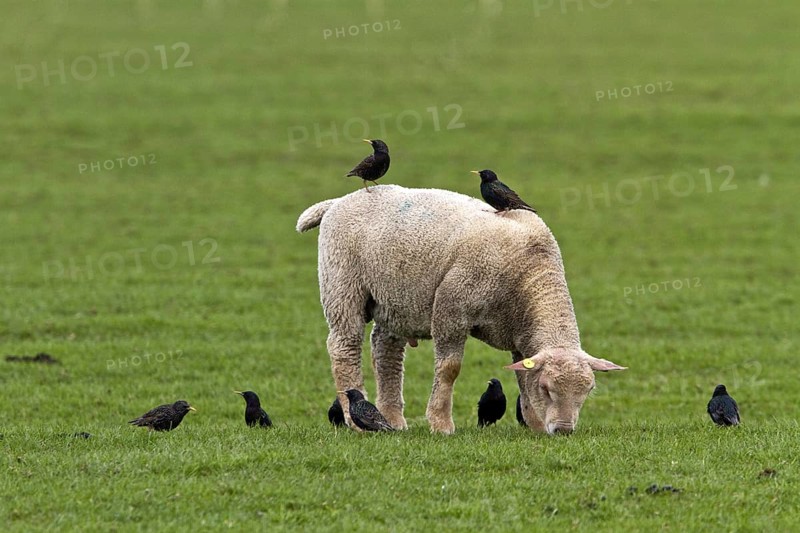 Starlings search for food on and by a young sheep