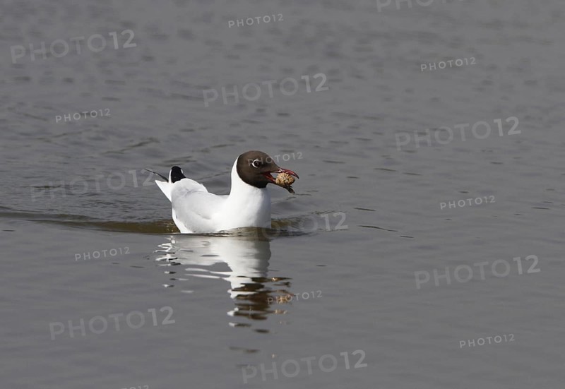 Black-headed Gull (Chroicocephalus ridibundus) carrying a regurgitated pellet