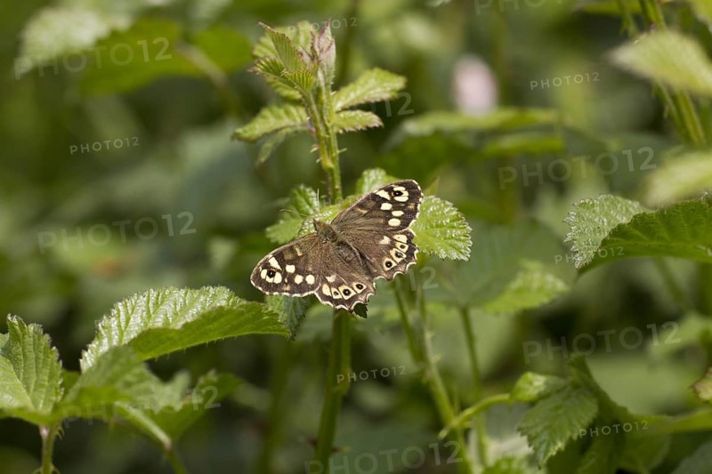 Speckled Wood (Pararge aegeria) on bramble leaves