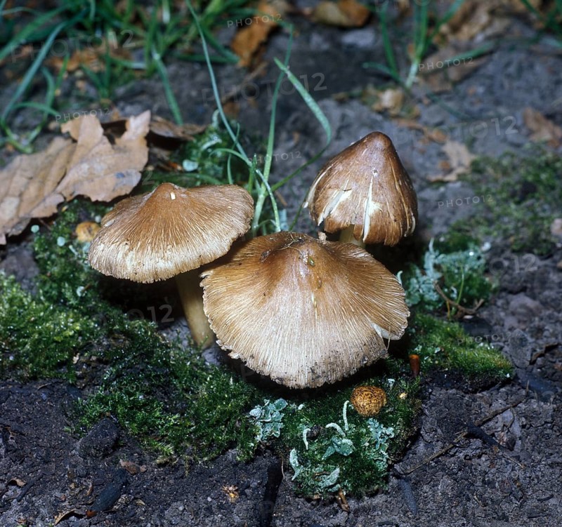 Star fibrecap (Inocybe asterospora)