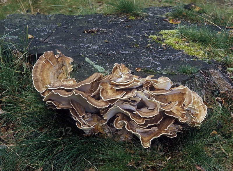 Giant Polypore fungus (Grifola gigantea)