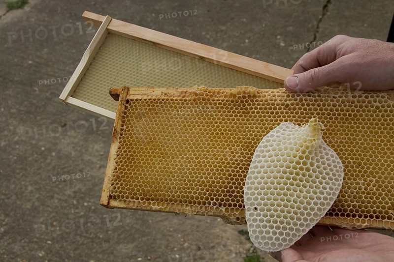 Honey bee hive wax frames