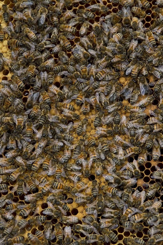 Worker bees tending larva and honey and nectar cells in the brood frame part of the hive