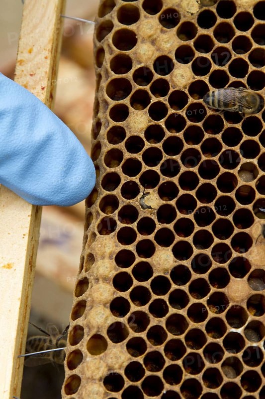 Finger pointing out a newly emerging worker honey bee on the brood frame
