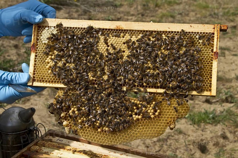 Worker bees tending drone and honey and nectar cells in the brood frame part of the hive