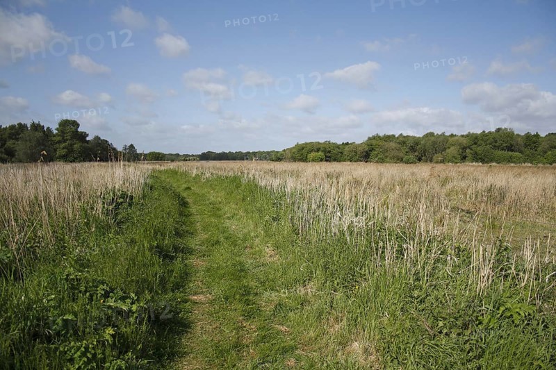 Path through reedbed in river valley fen habitat