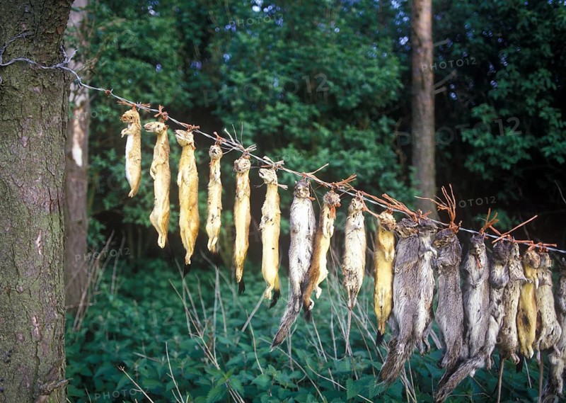 Dead animals