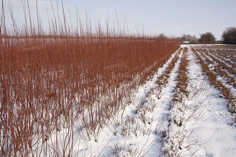 Cut and uncut Osier (Salix viminalis) grown for fencing and basket making
