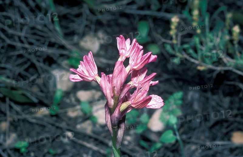 Pink Butterfly Orchid (Orchis caspia)