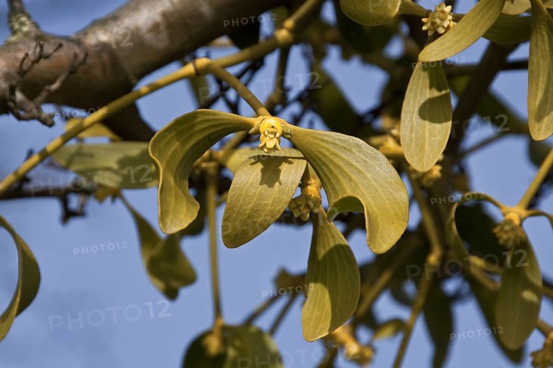 Mistletoe (Viscum album) growing on tree