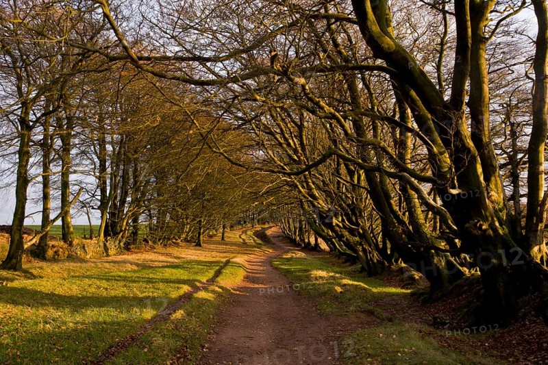 Common Beech (Fagus sylvatica)