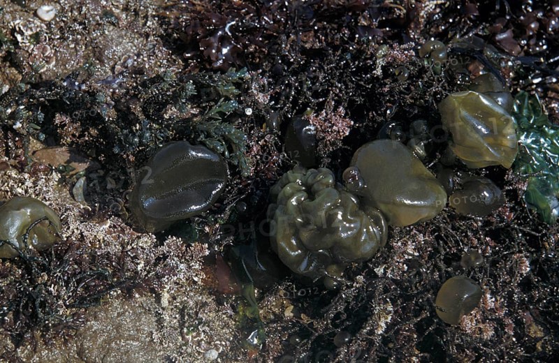 Oyster Thief (Colpomenia peregrina) with corallina and other seaweeds