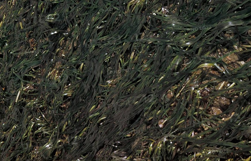 EelGrass (Zostera marina)