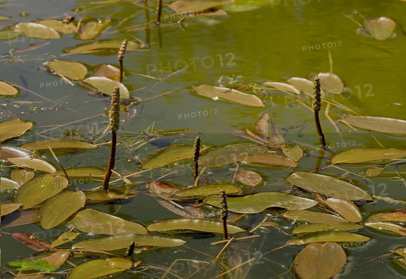 Broad-leaved Pondweed (Potamogeton natans)