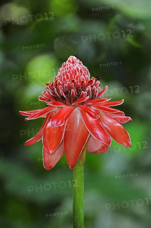 Torch Ginger (Etlingera elatior)