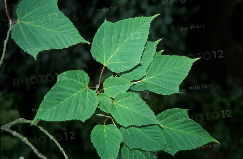 Kyushu Maple or Red Snakebark Maple (Acer capillipes) leaves