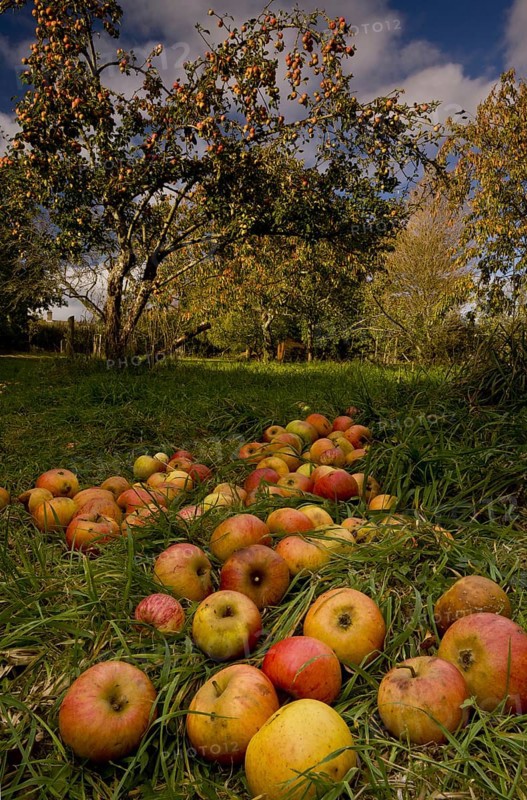 Cultivated Apple (Malus domestica)