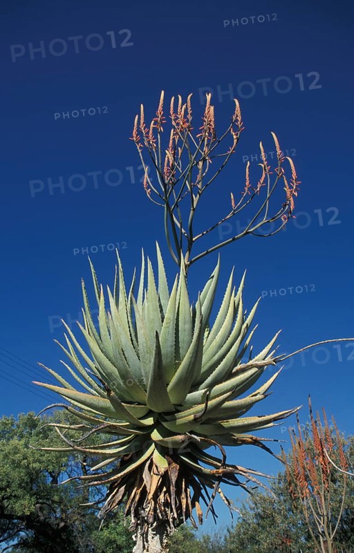 Aloe (Aloe littoralis)