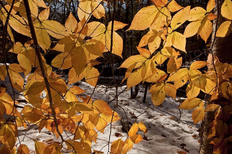 American Beech (Fagus grandifolia)