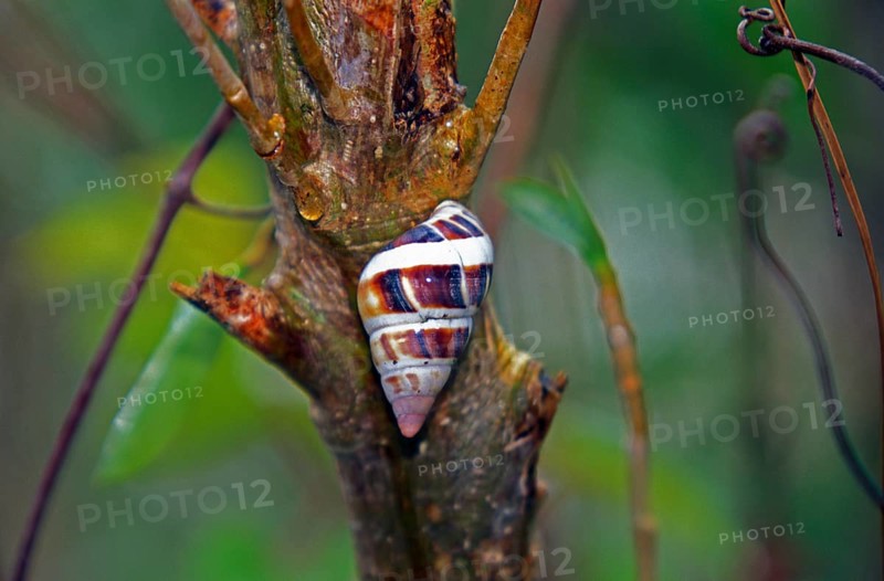 Liguus Tree Snail (Liguus fasciatus pictus)