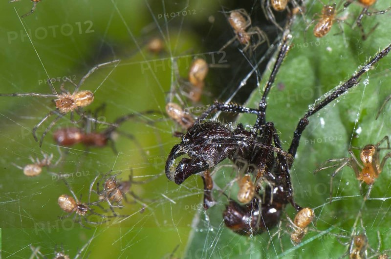 Social Spider (Anelosimus sp.)