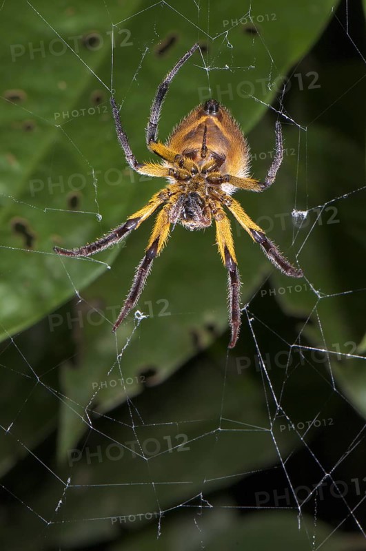 Orb-weaver Spider (Araneidae sp.)