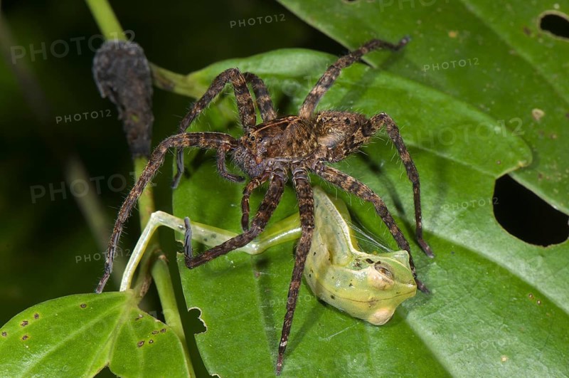 Wandering Spider (Ctenidae sp.)