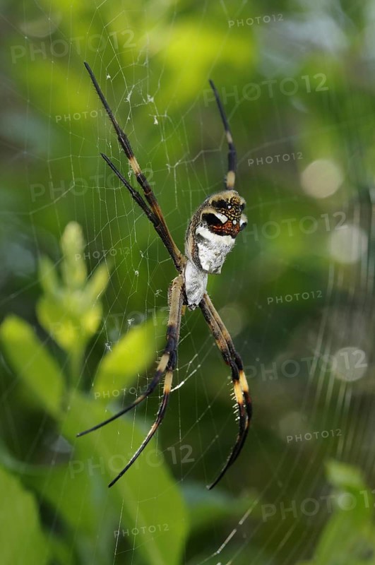 Silver Argiope (Argiope argentata)