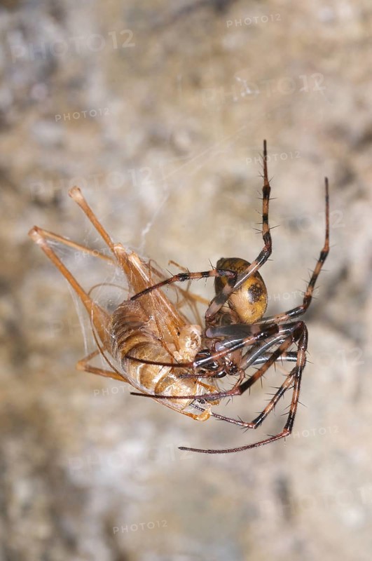 European Cave Spider (Meta menardi)