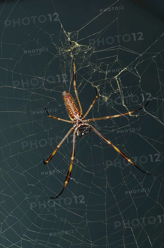 Golden Silk Spider (Nephila clavipes)