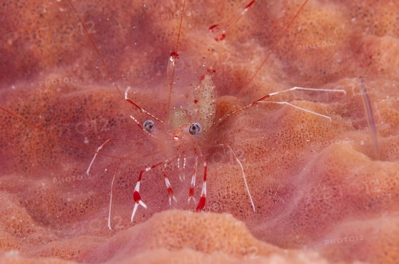 Clear Cleaner Shrimp (Urocaridella antonbrunii)