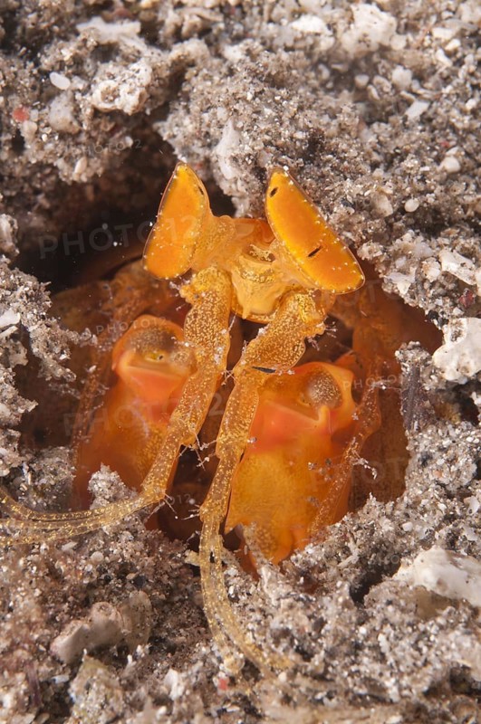 Golden Spearing Mantis Shrimp (Lysiosquilloides mapia)