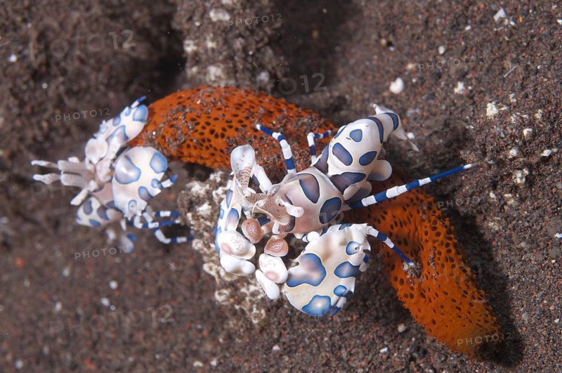 Harlequin Shrimp (Hymenocera elegans)